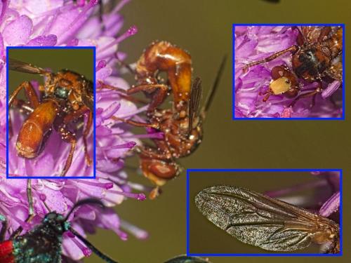 Sicus ferrugineus